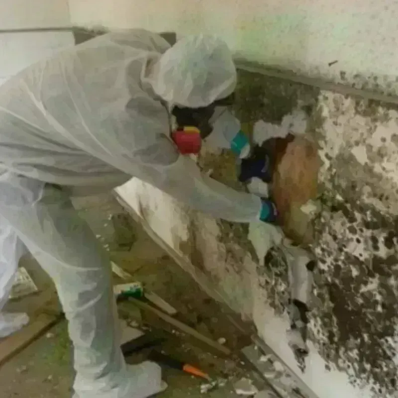 Mold Remediation and Removal in Munfordville, KY